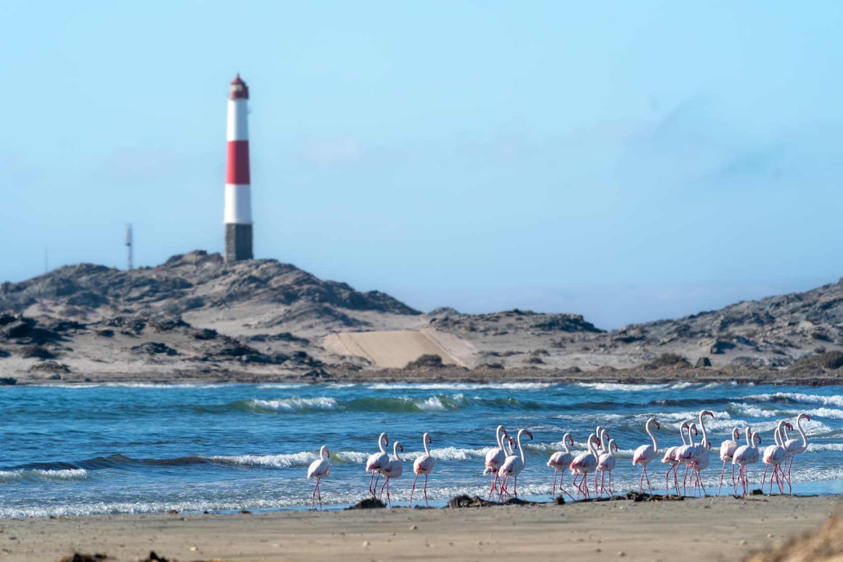 flamingos-with-Diaz lighthouse in the background 