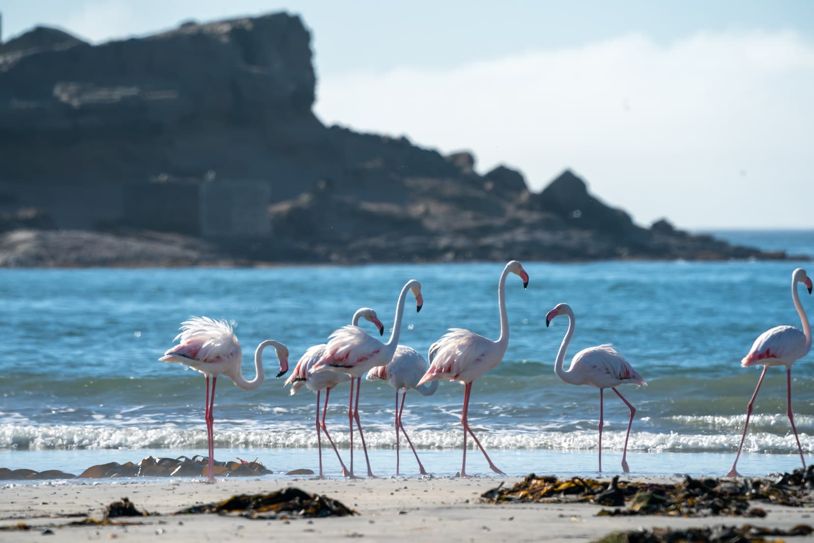 flamingoes-on-beach
