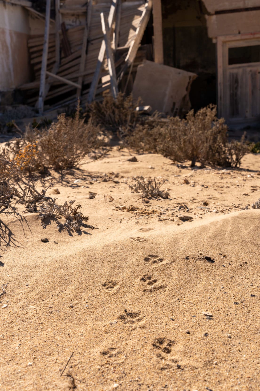 Paw prints in the sand at Kolmanskop