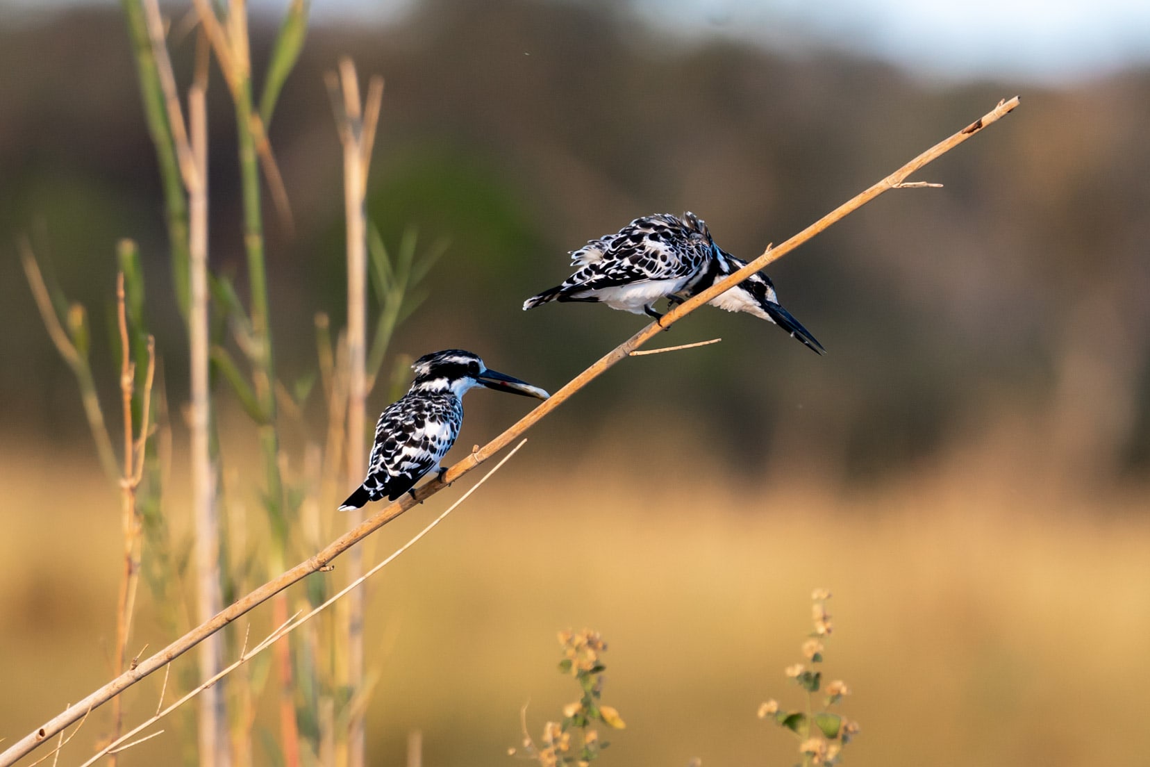 Two pied kingfishers on the reeds of the Okavango River