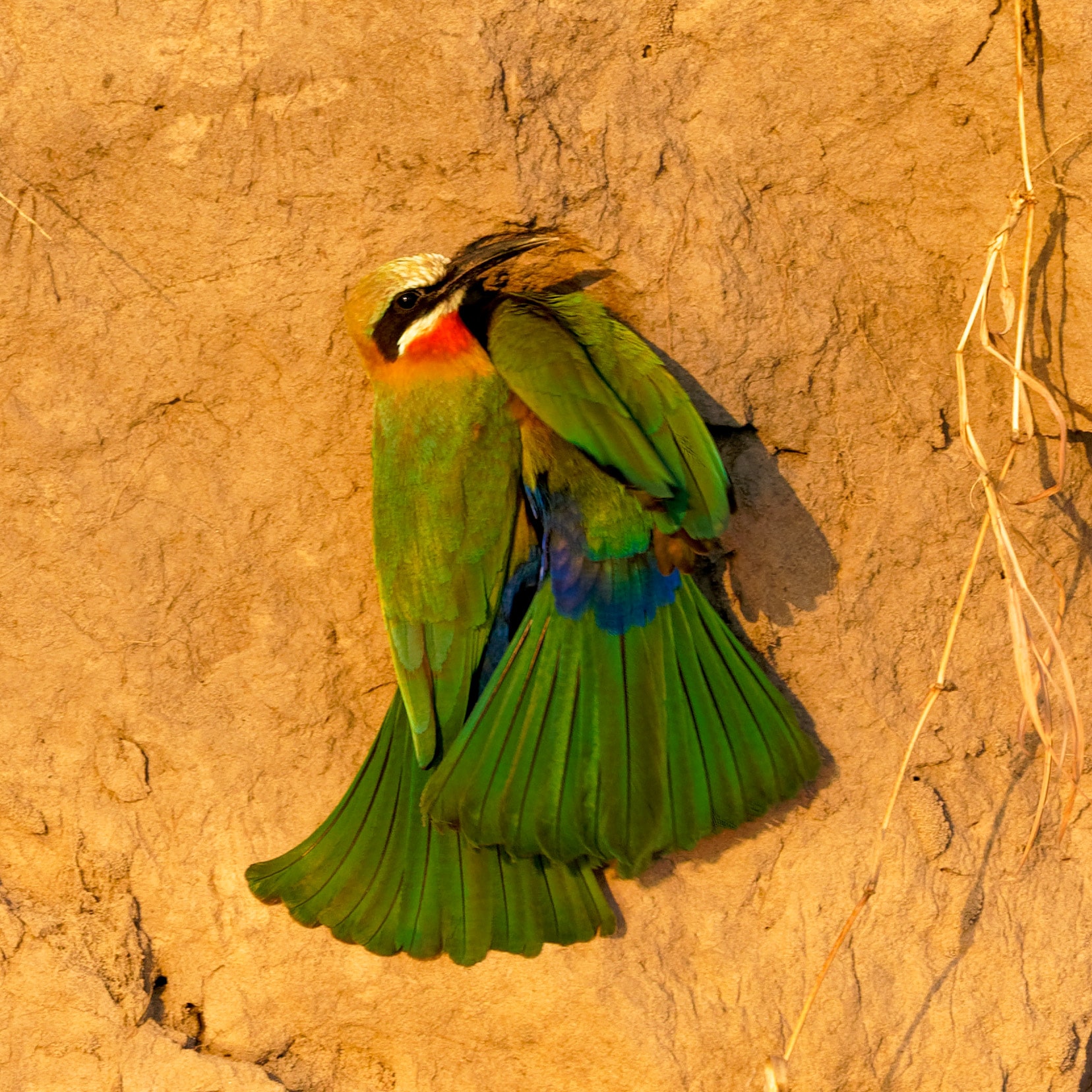 two white fronted bee-eaters by their burrow in the sandstone wall of the Okavango river