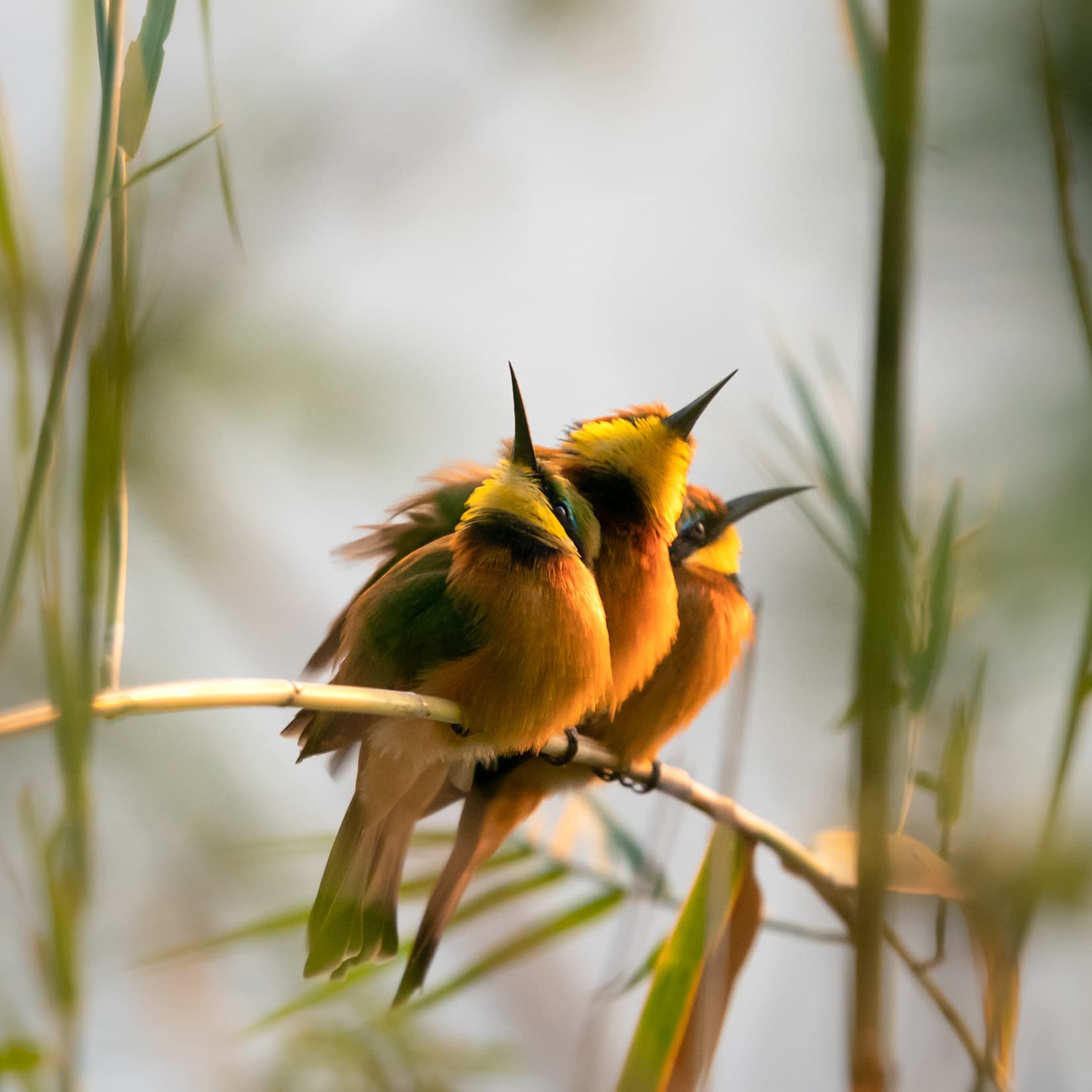 three little bee-eaters-in-reeds with the sunlight catching their breasts