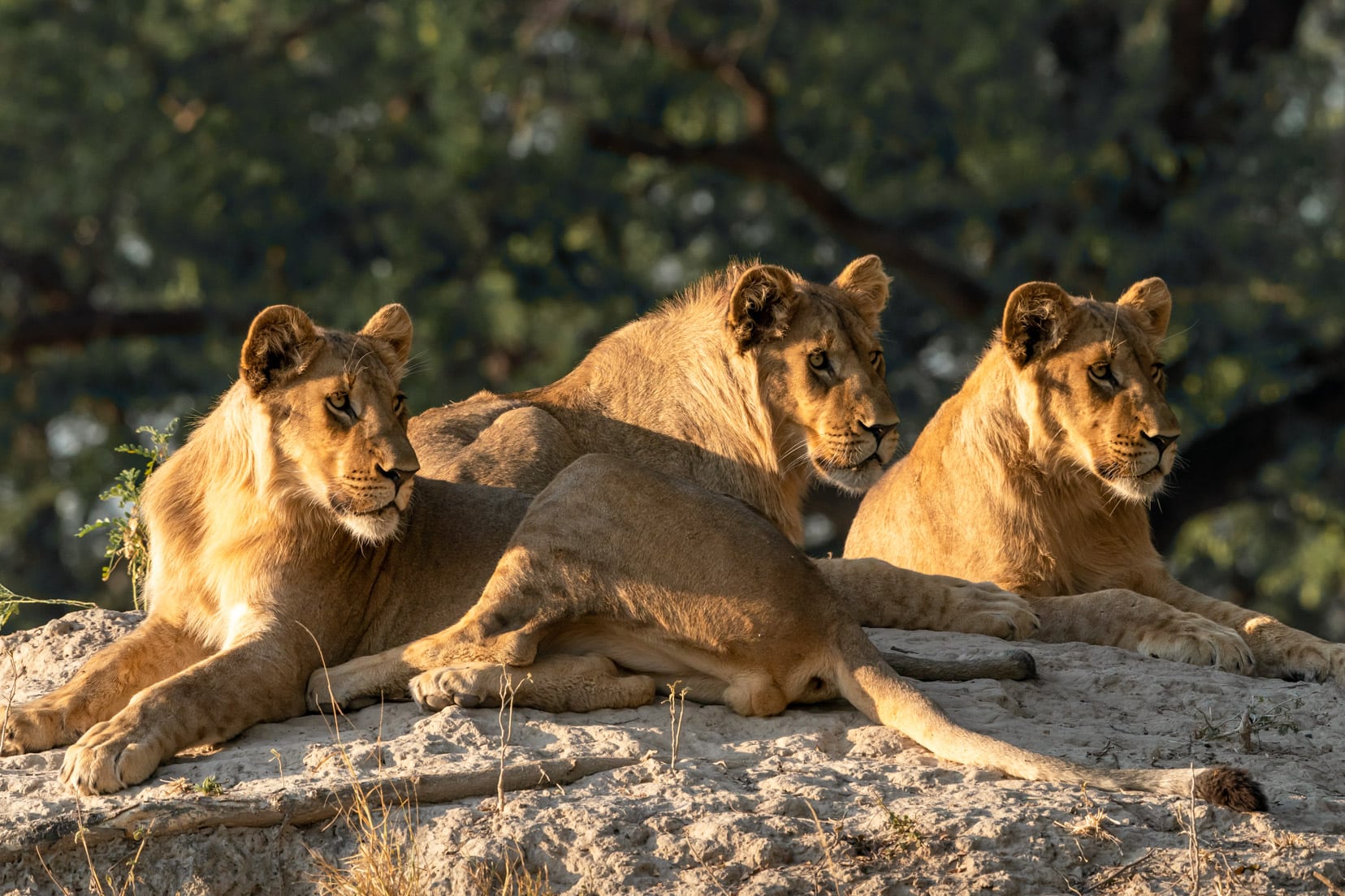 three lions sat on a mound in Buffalo Core area 