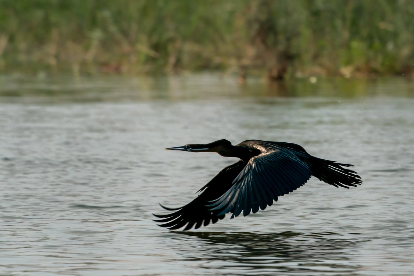 African Darter - black bird flying just above the Okavango River, with wings skimming the water