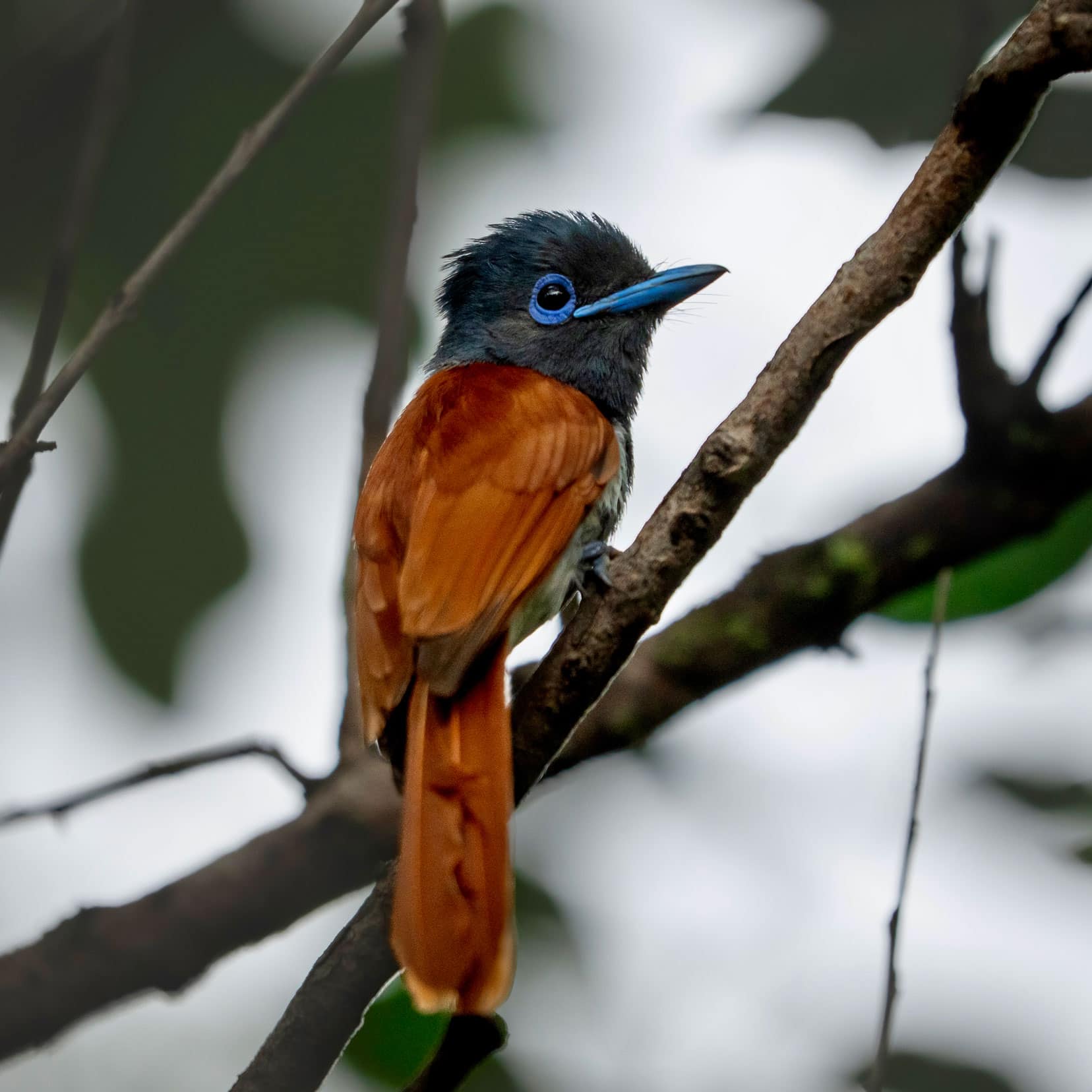 African-Paradise-Flycatcher