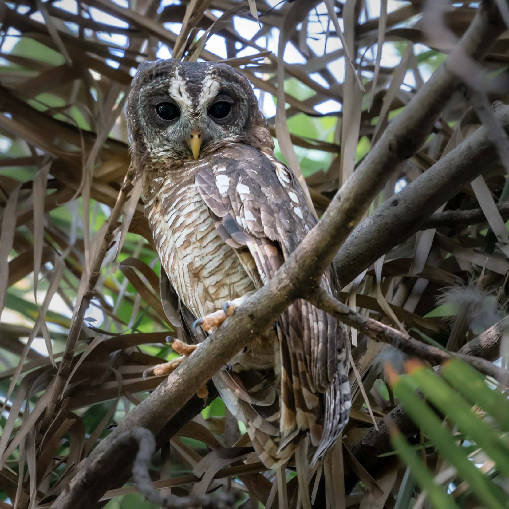 African-wood-owl