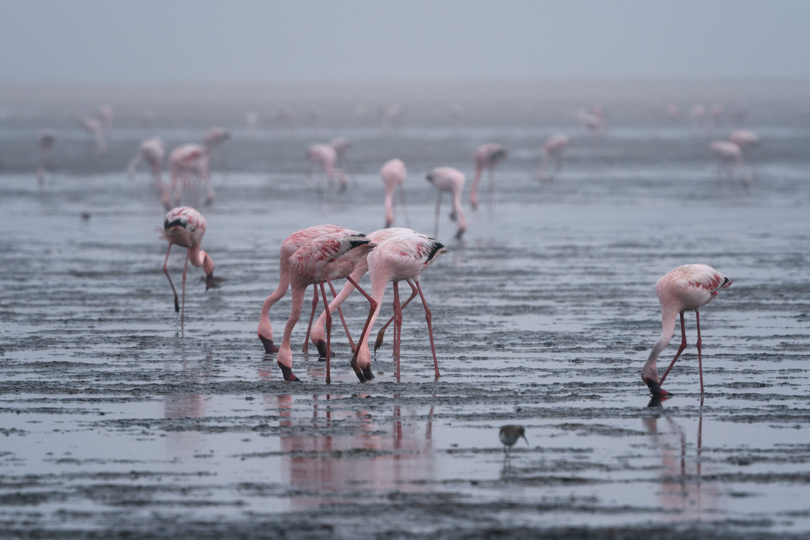 Flamingos-in-the-sea-fog-at-Swakopmund
