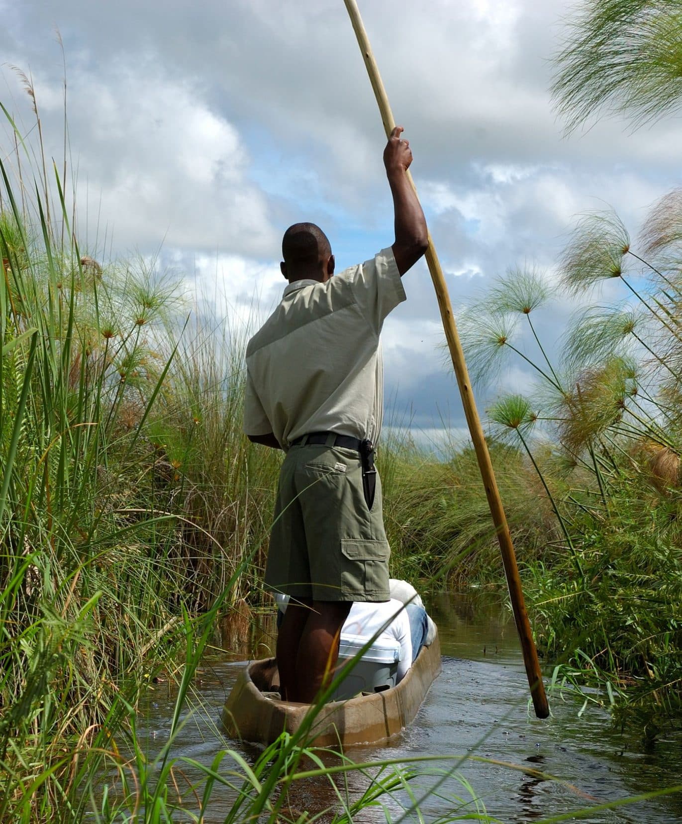 A poler stood at the back of a mokoro - a dug out tree trunk that resebles a canoe, through high reeds on either side of the narrow waterway. 