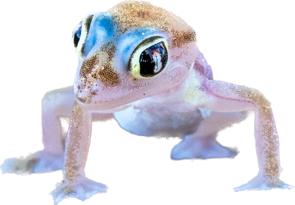 Namib gecko