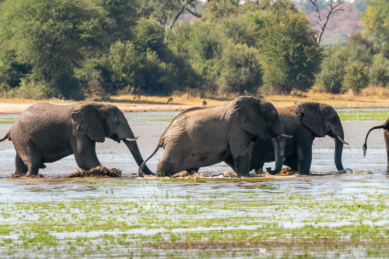 Elephants crossing the Okavango river