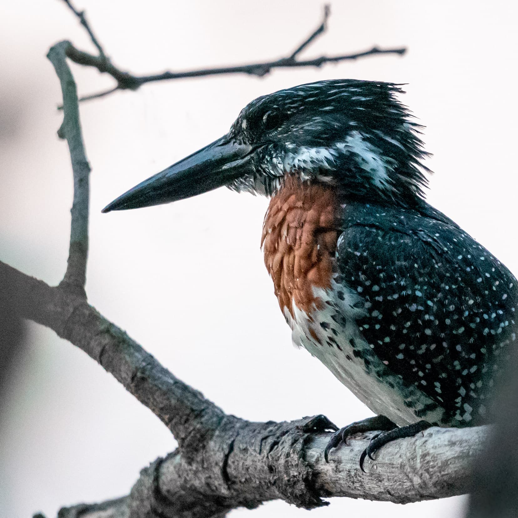 giant-kingfisher sat on a tree branch
