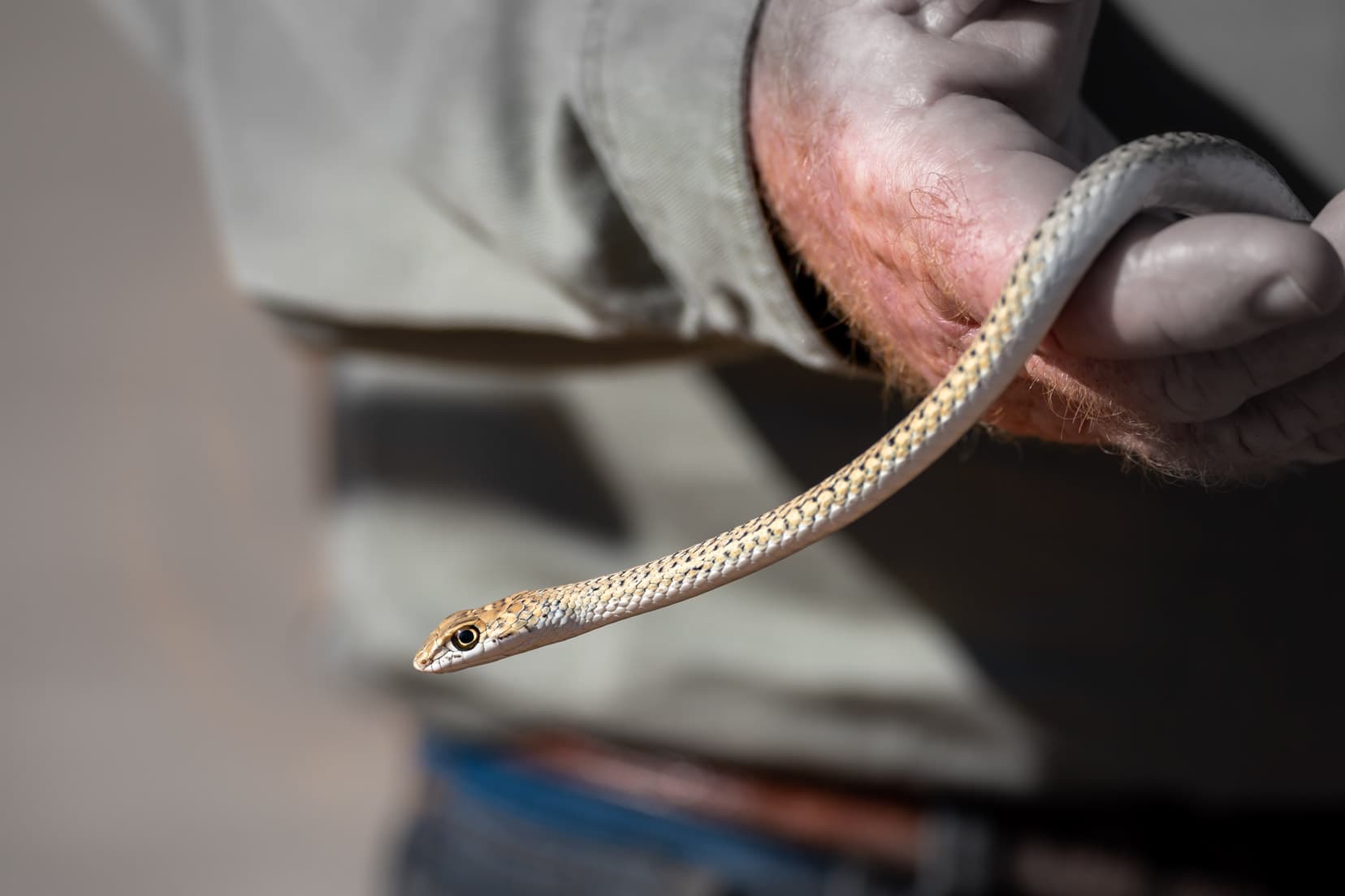 guide-holding-whip-snake-