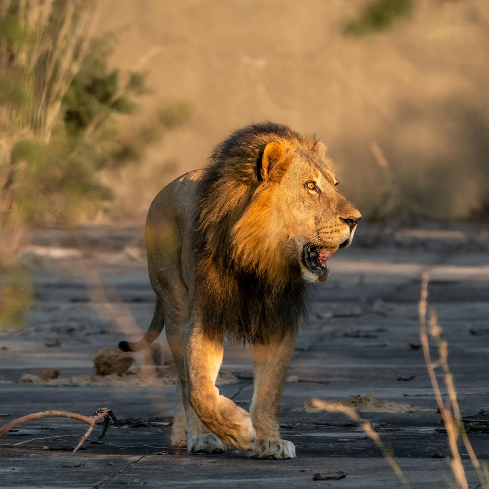 male-lion-walking-across-open-ground at Bwabwata National Park