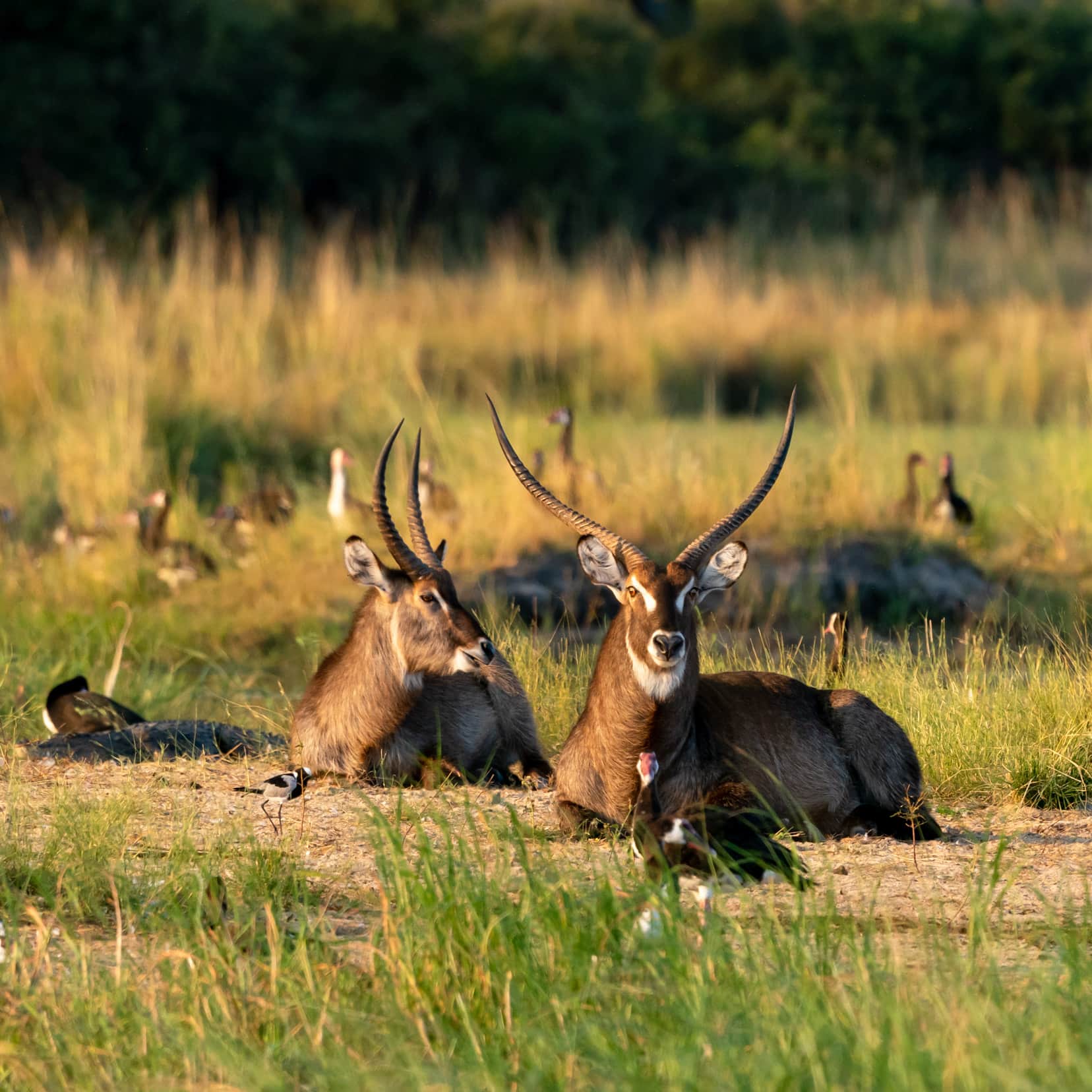 Waterbuck on the Okavango river bank