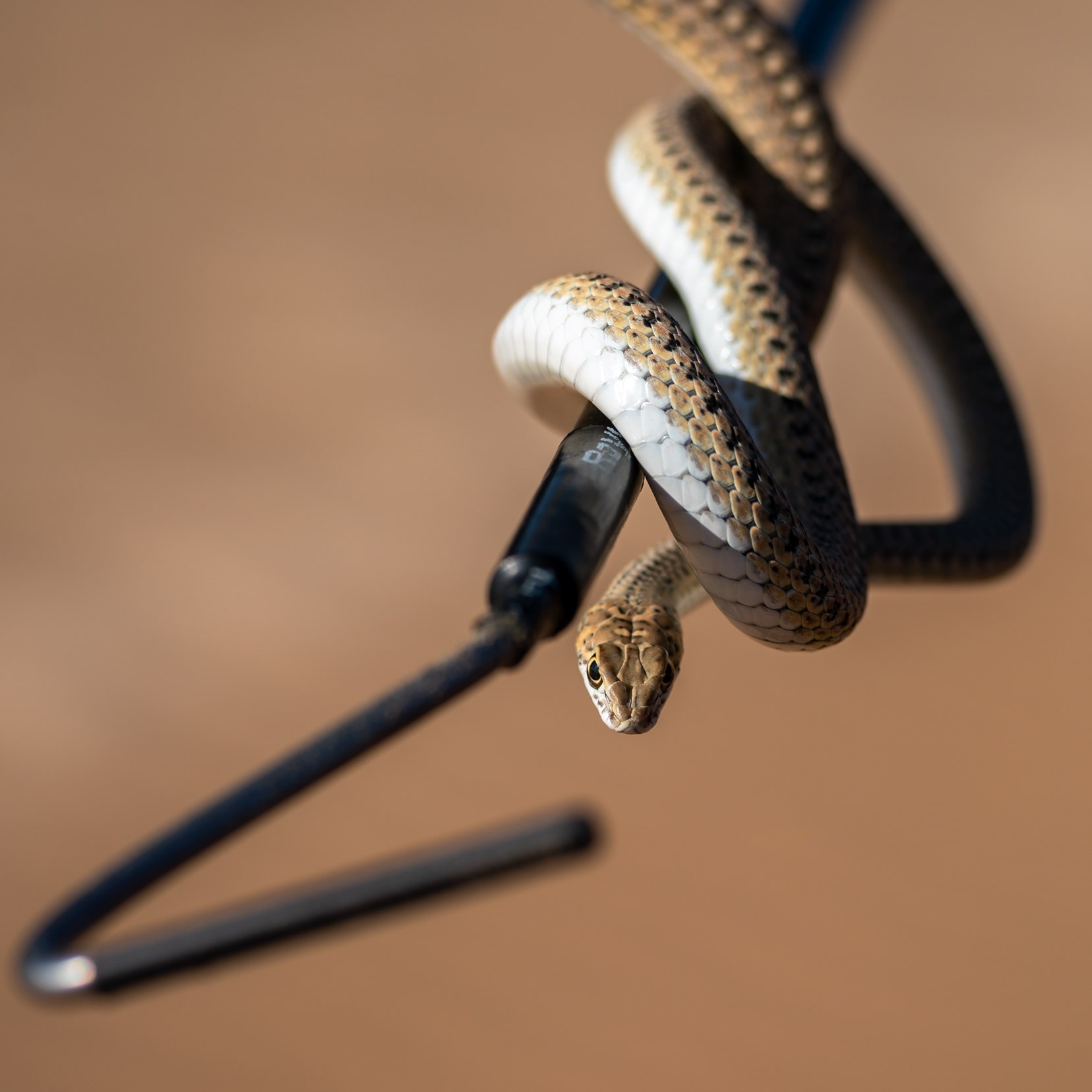 whip-snake--on-handlers-stick