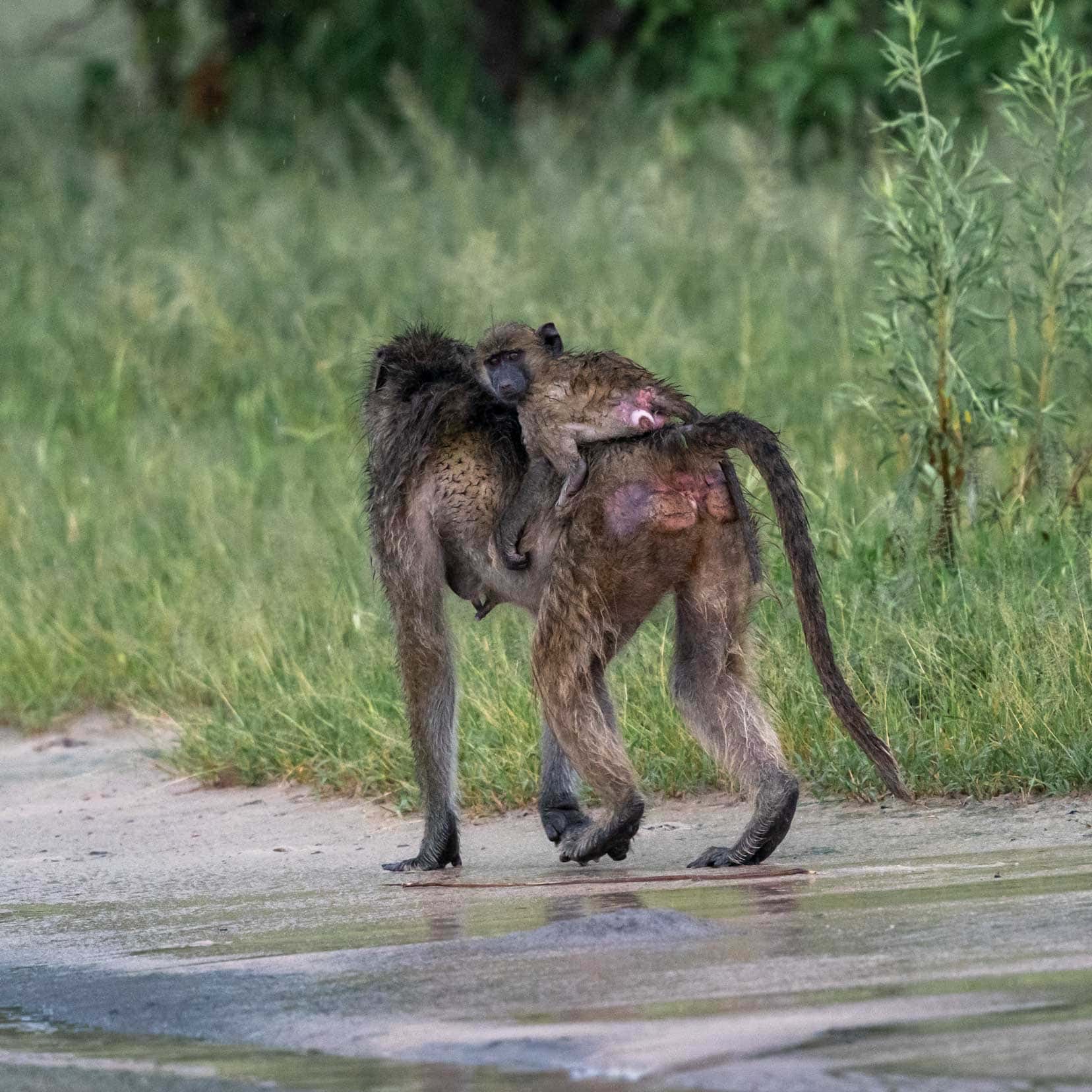 Baboon-mum-and-bub-loking-back