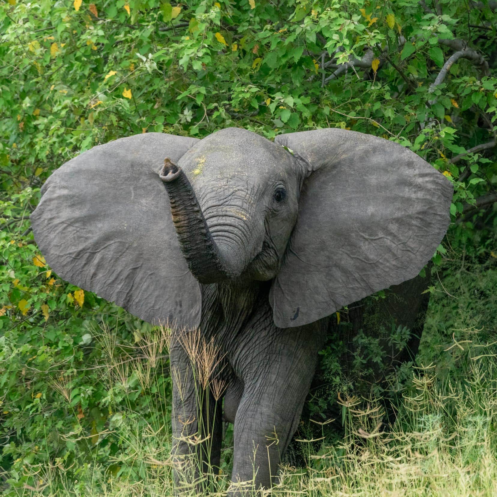 Baby-elephant-coming-out-of-the-bush-with-trunk-high