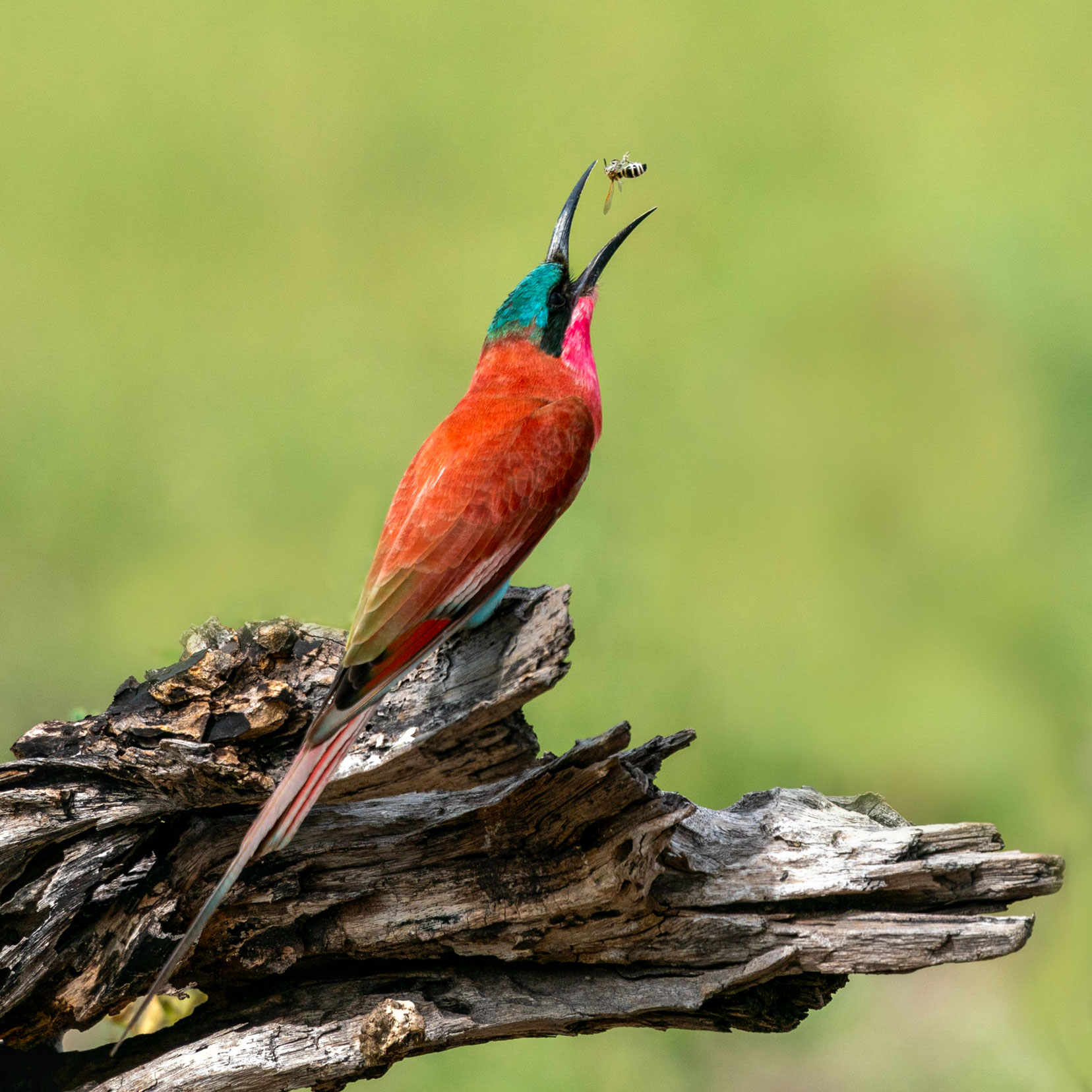 Bee-eater-with-bee-in-the-air-and-beak-open