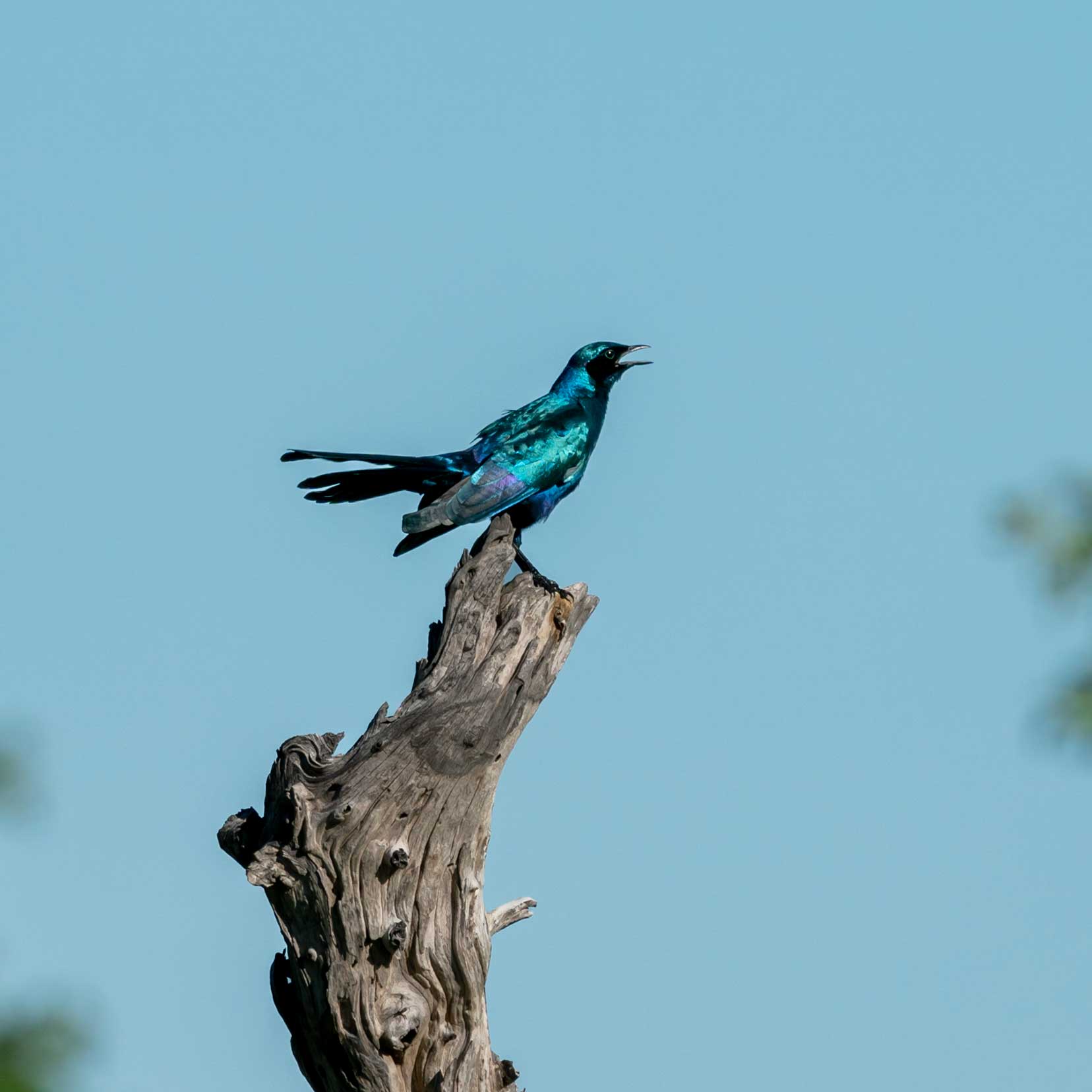 Burchell's-Starling-in-tree-singing