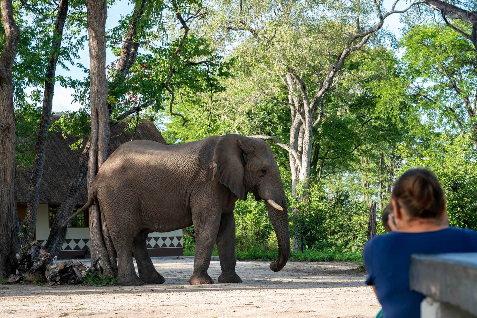 elephant in south gate rest camp 