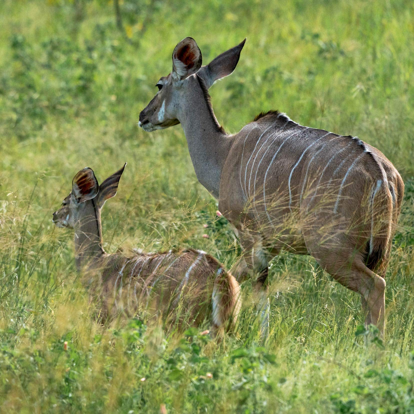 Female-kudu-with-baby-near-Savuti campsite