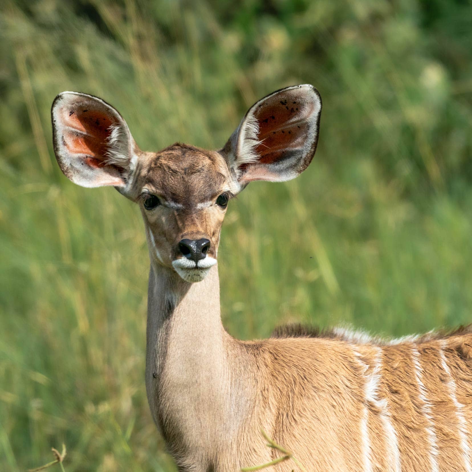 front view of Female kudu 