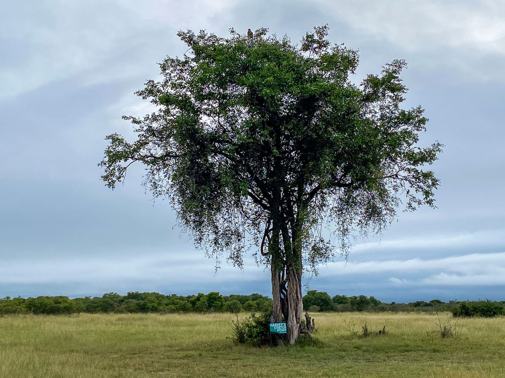 tree with a sign at its trunk saying Harvey's Stretch point