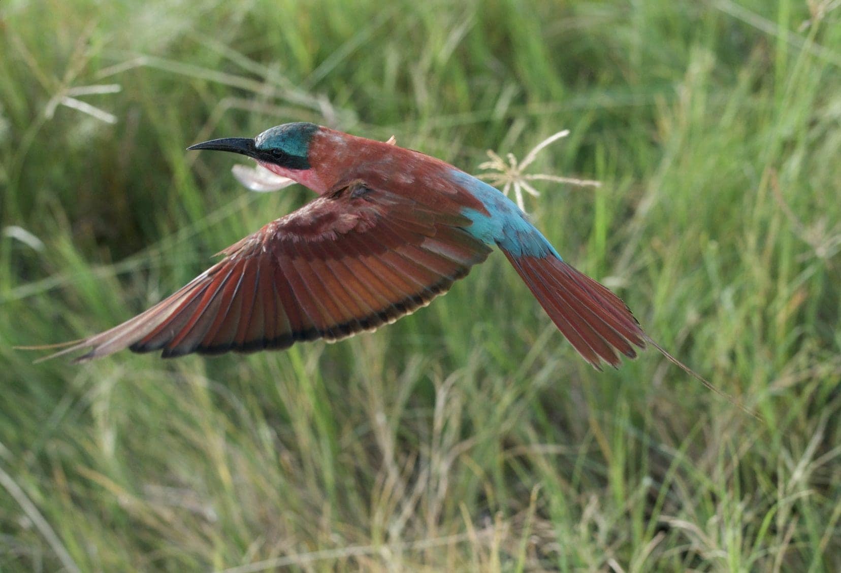 Carmine bee-eater flies beside the car