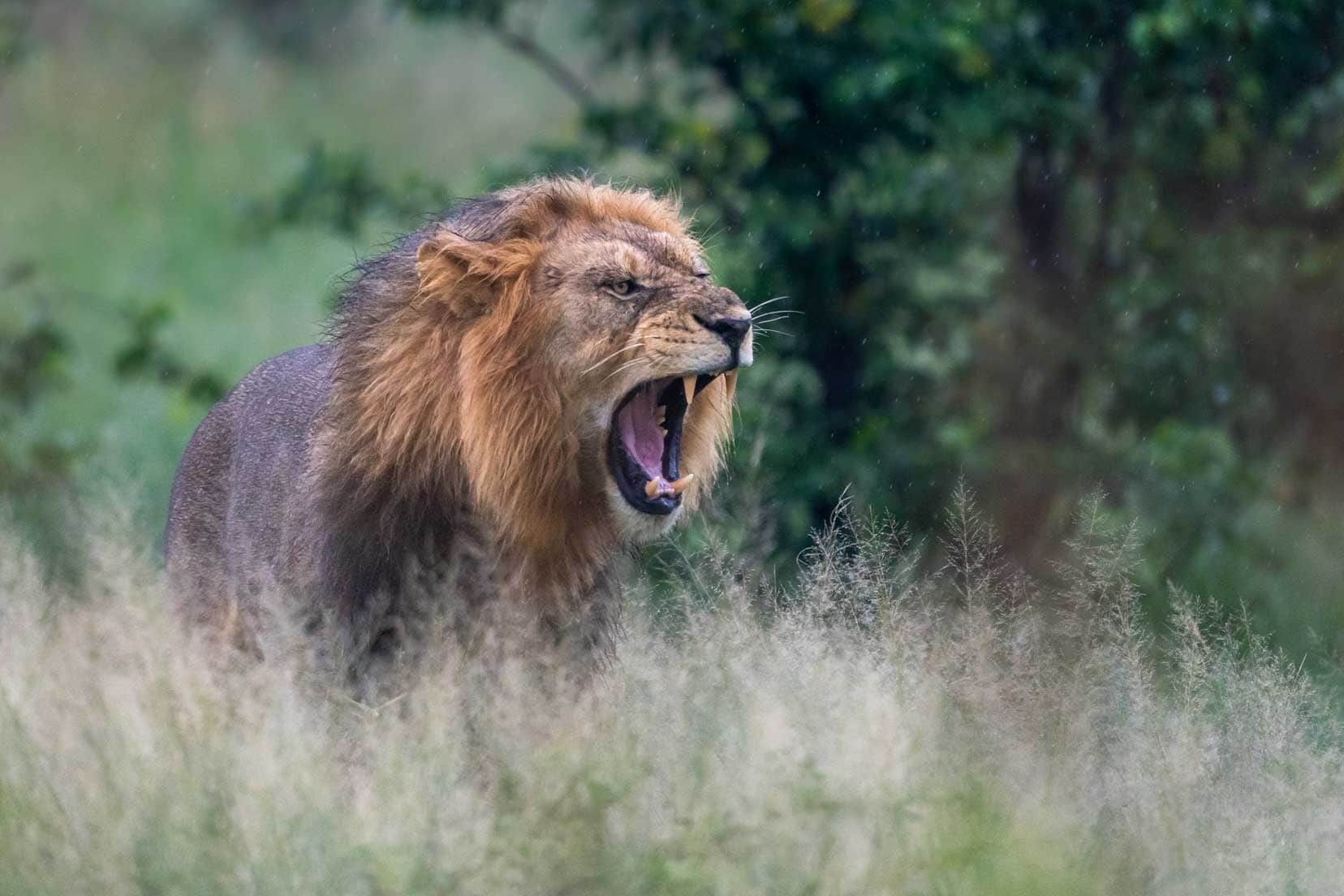 Lion-baring-teeth-in-long-grass in Moremi game reserve