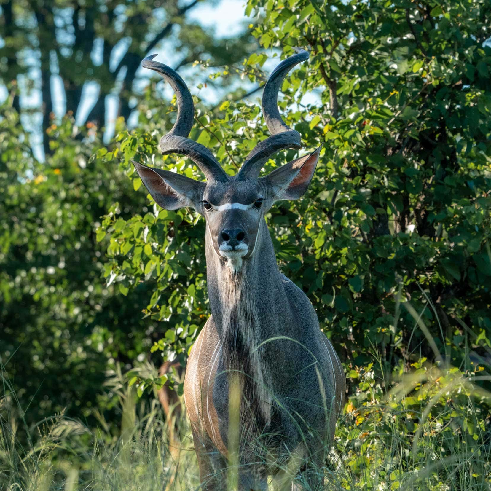 Male-kudu-looking-at-camera