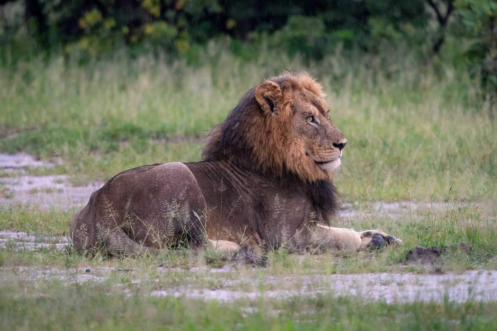 Male-lion-looking-to-right