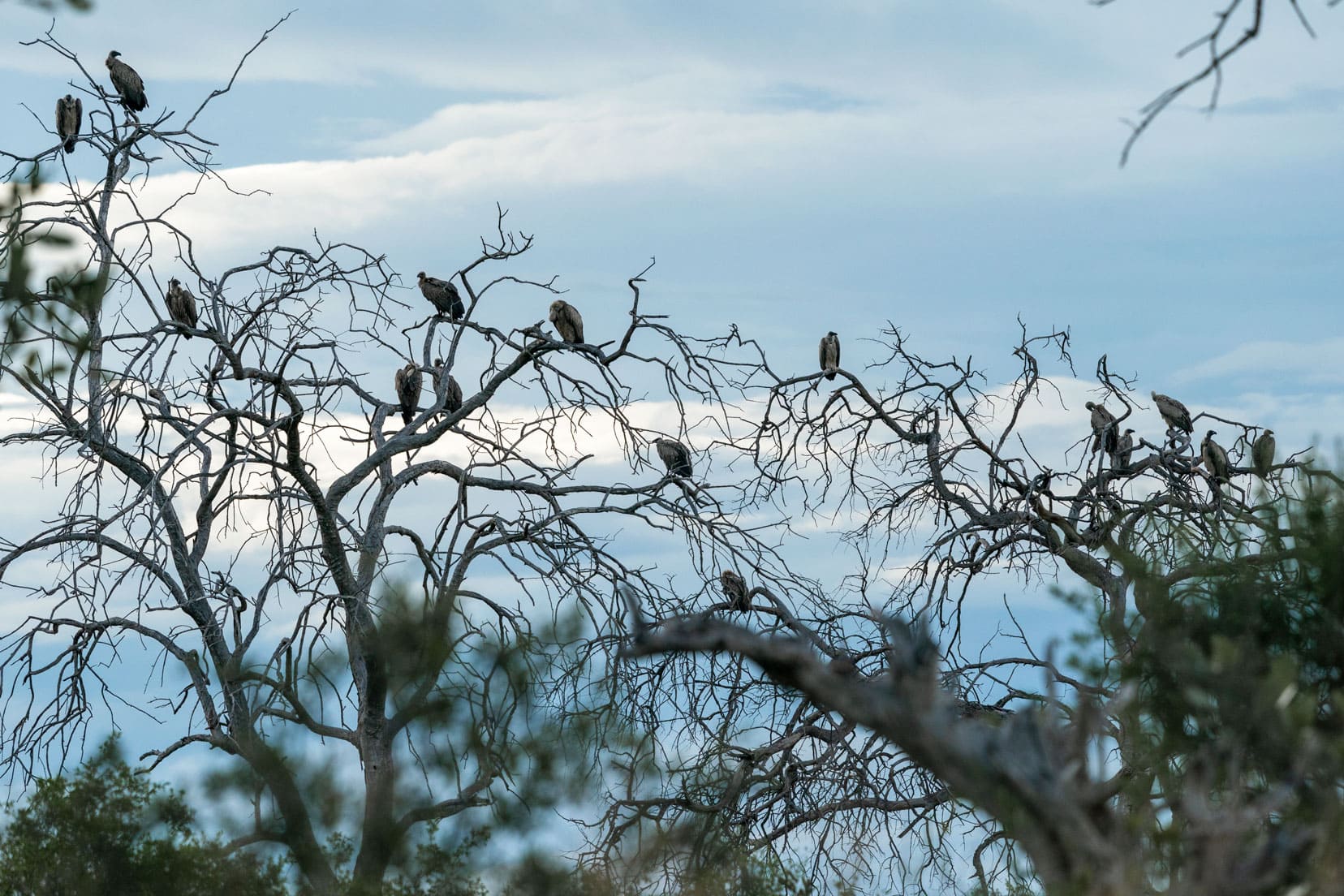 Many-white backed vultures-in-a-tree