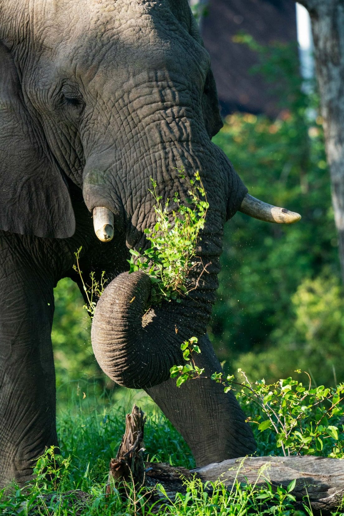 Elephant chewing a bush 