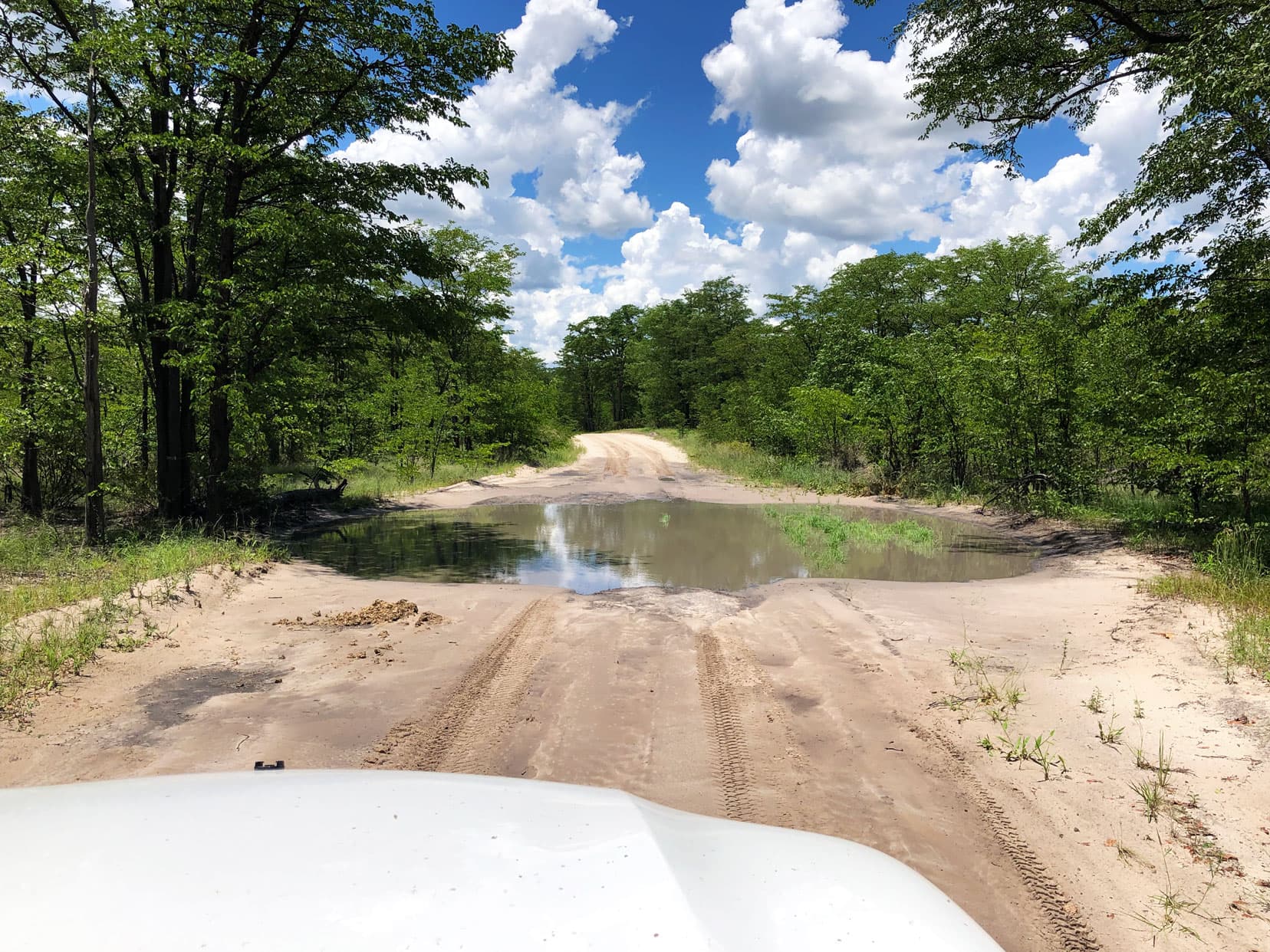 Waterlogged sandy track between forest in the Moremi Game reserve