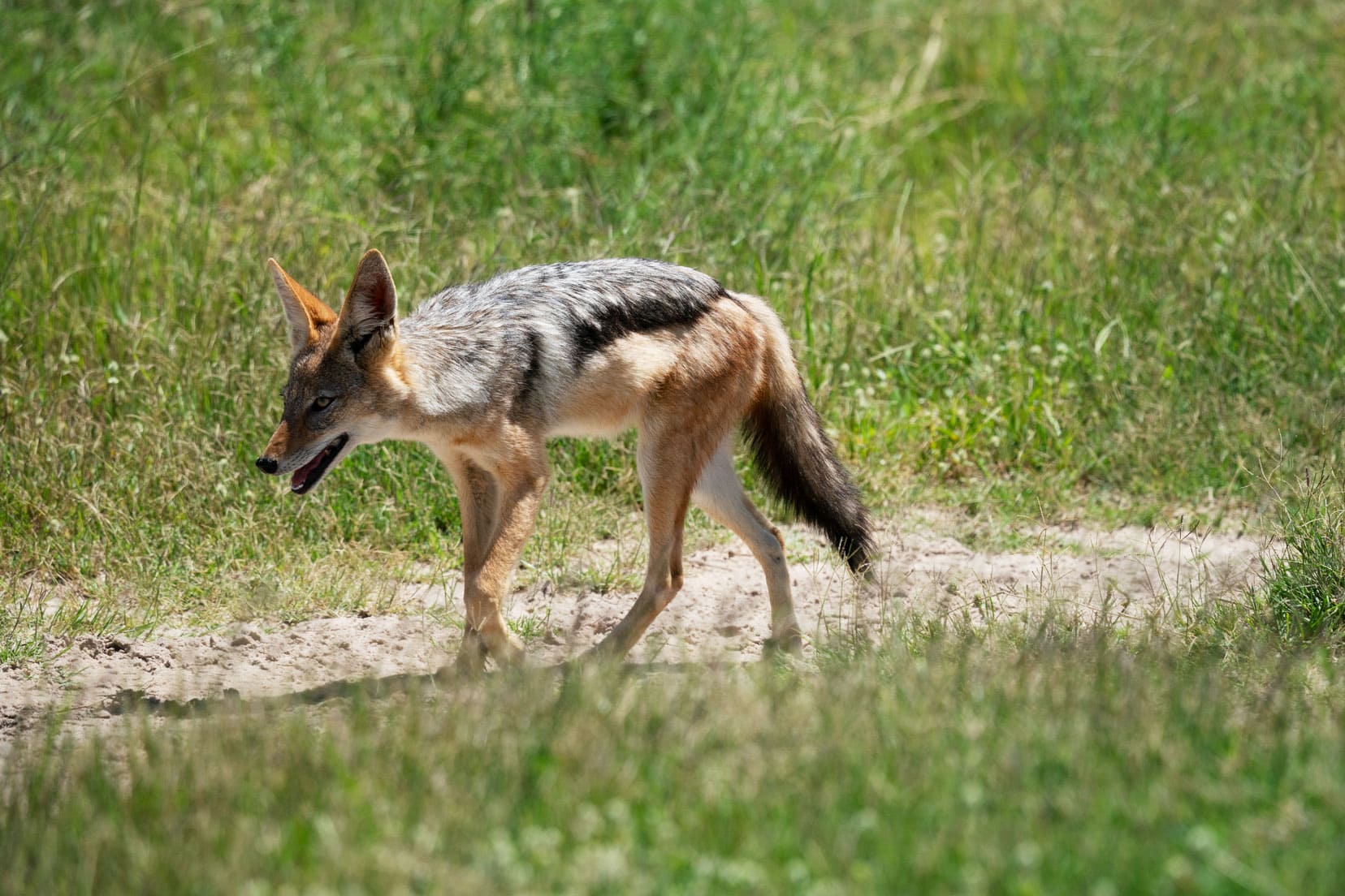 Moremi-game-reserve-camping-sighting-Black--backed-jackal-