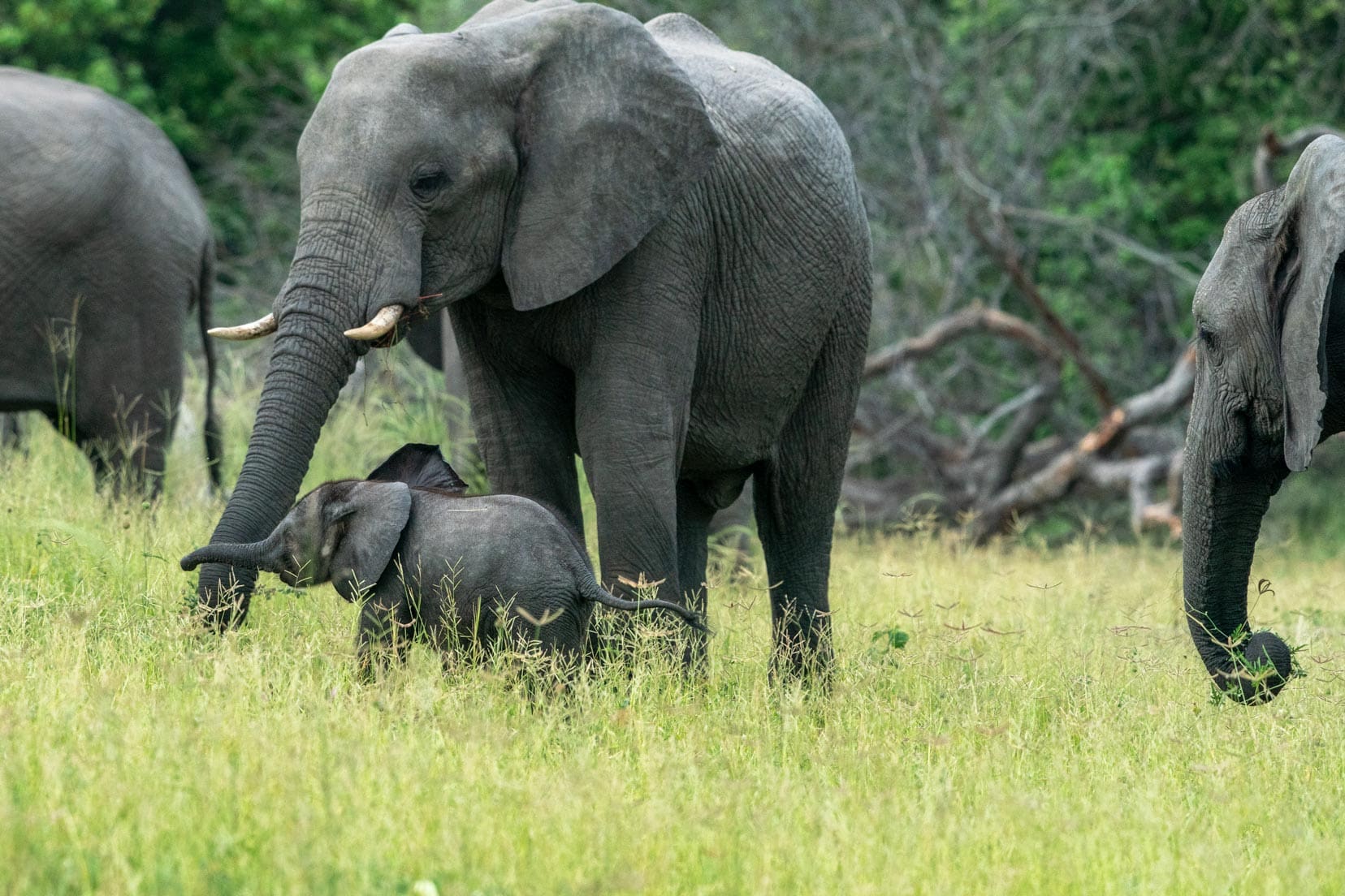 Mum-and-baby-elephant