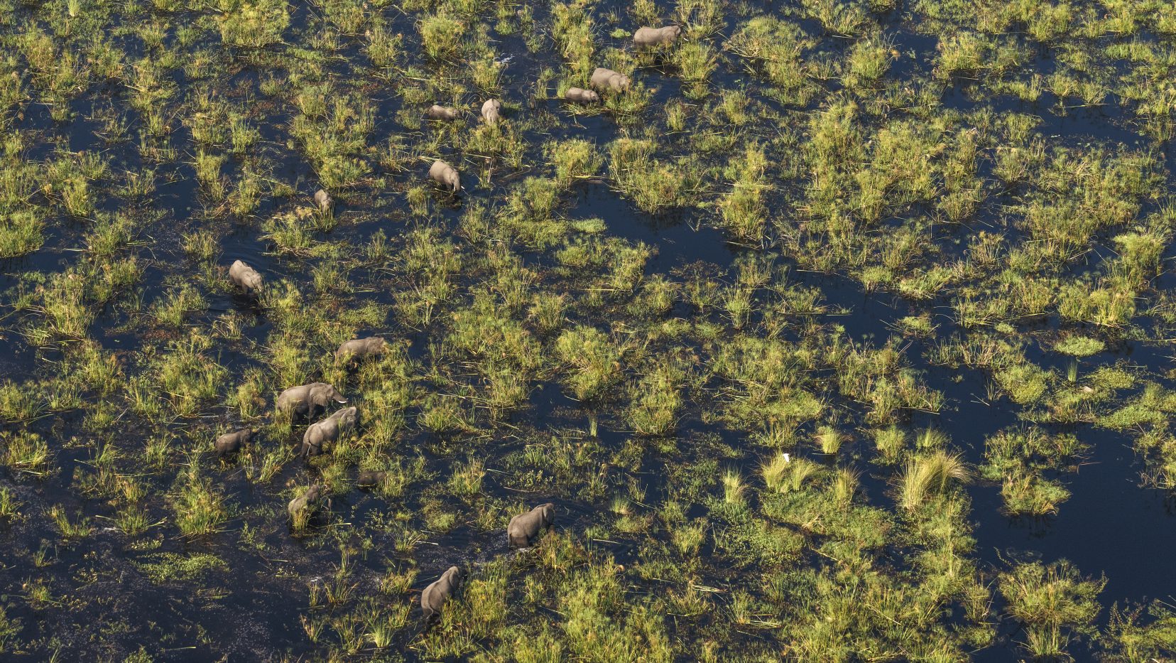View of elephants in the Okavango as seen from above in a helicoptor