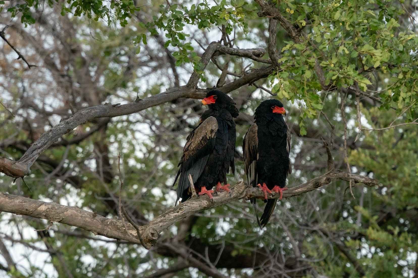 Pair-of-Bateleur eagles sat on a tree branch