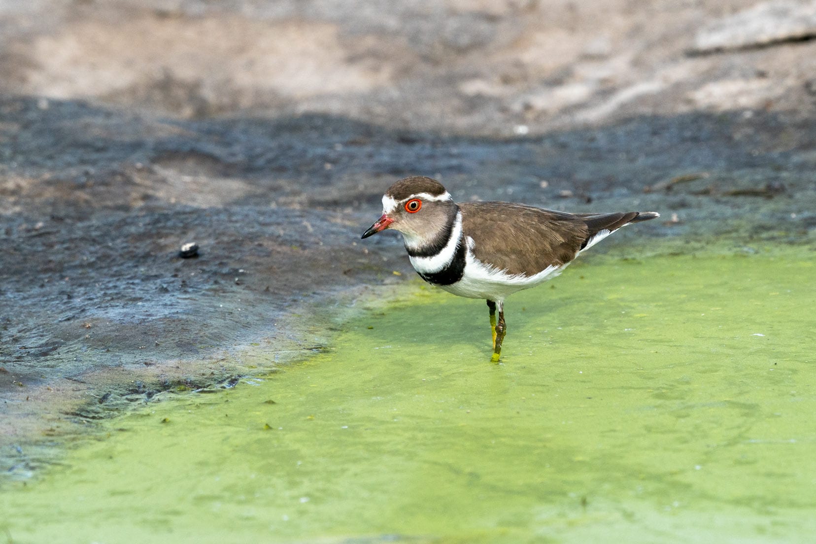 Three banded plover in Savuti