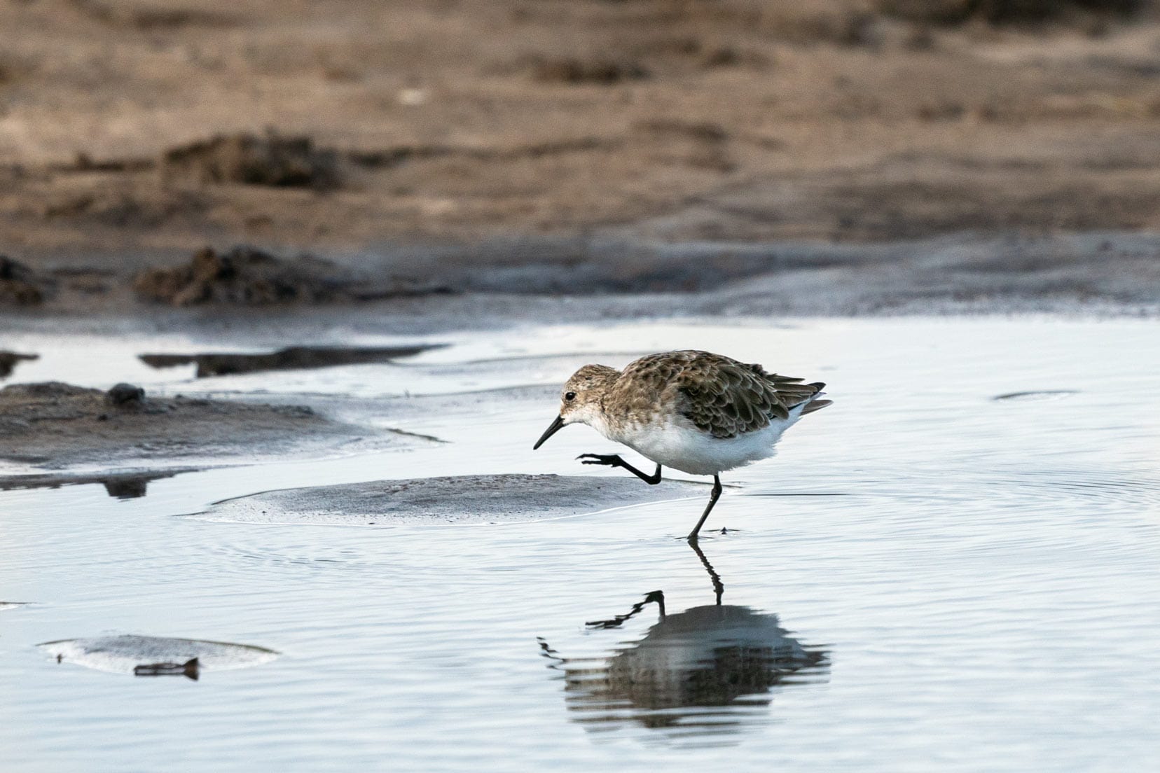 small bird in the water at Savuti waterhole