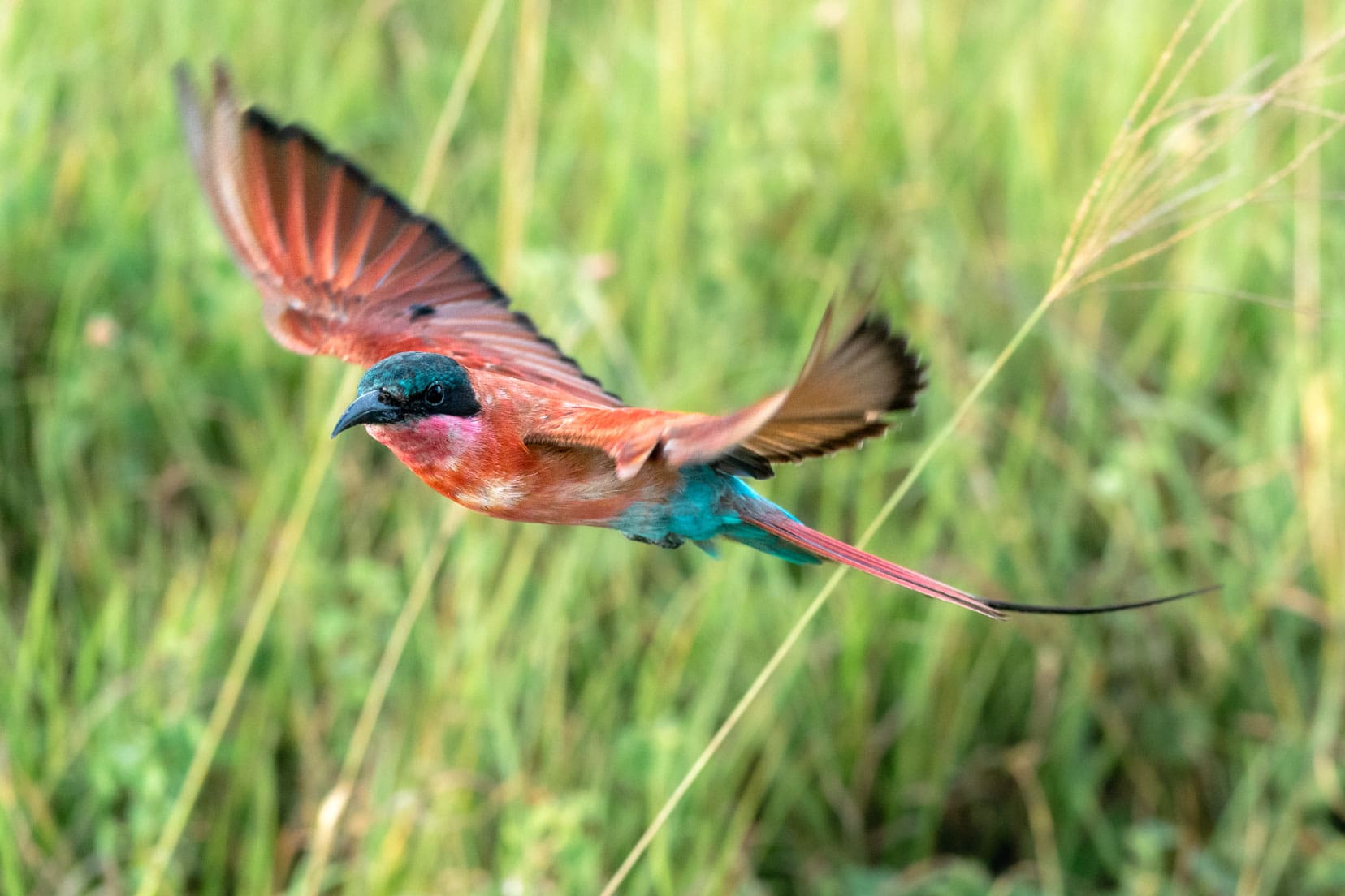 A southern carmine bee-eater in flight with grass as the backdrop