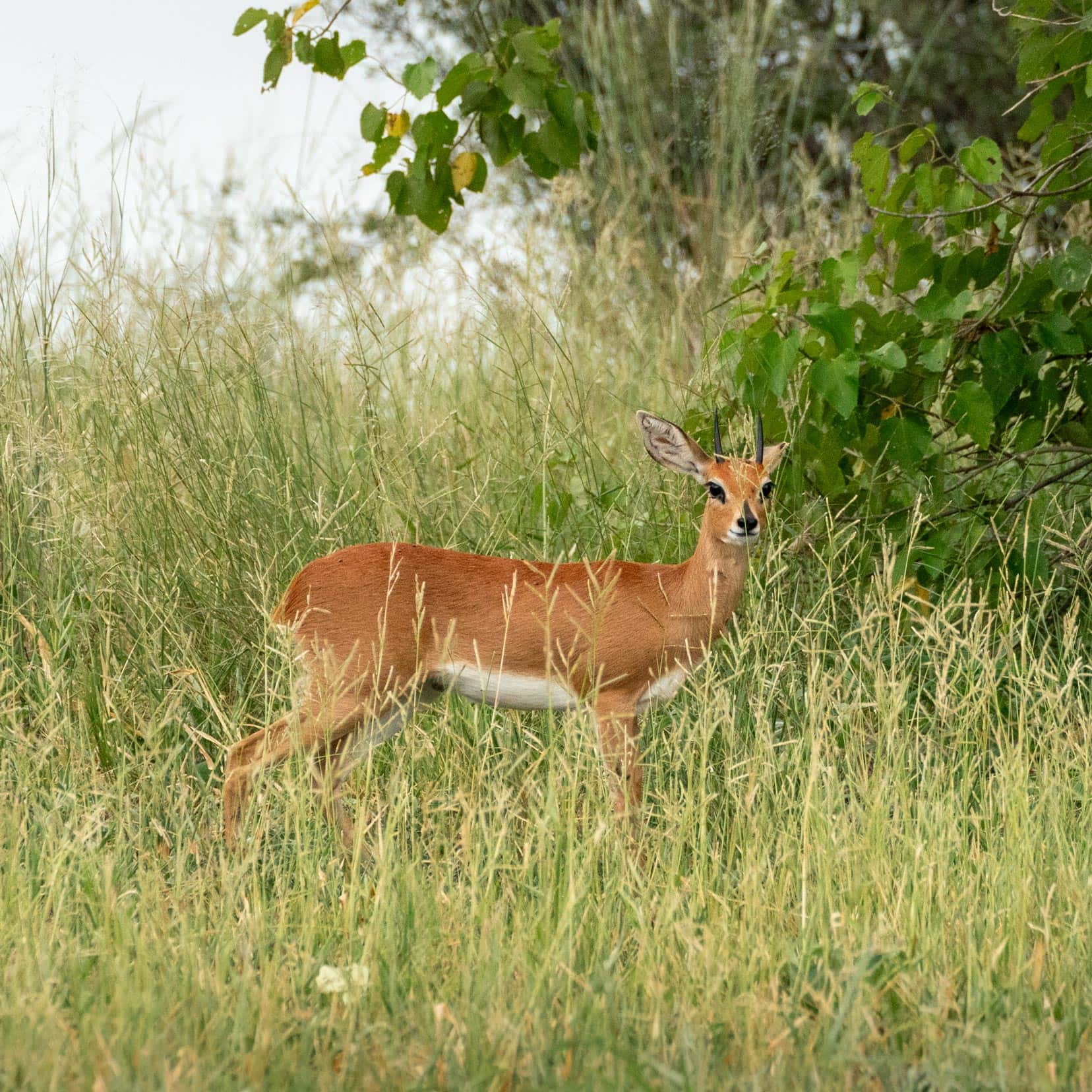 Steenbok-near-Savuti-campsite