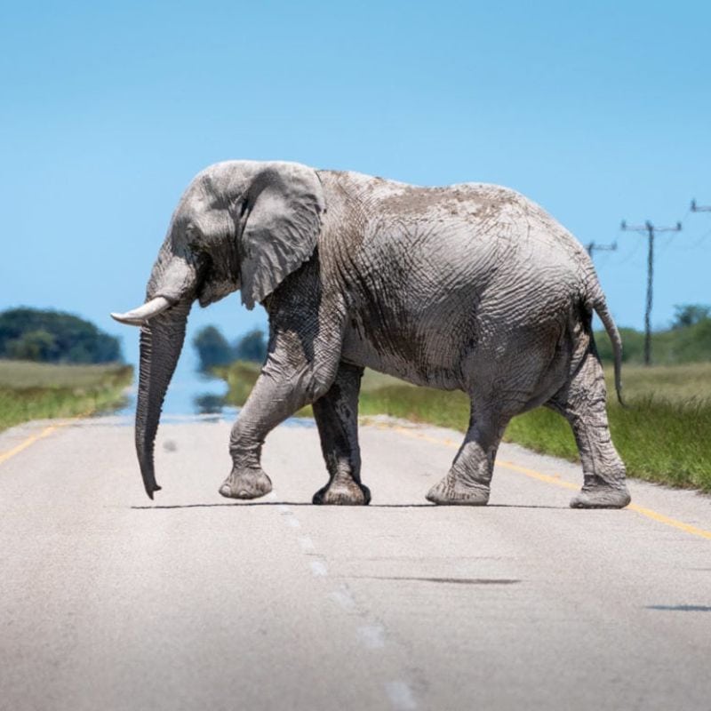 Travel tips image elephnat crossing the road
