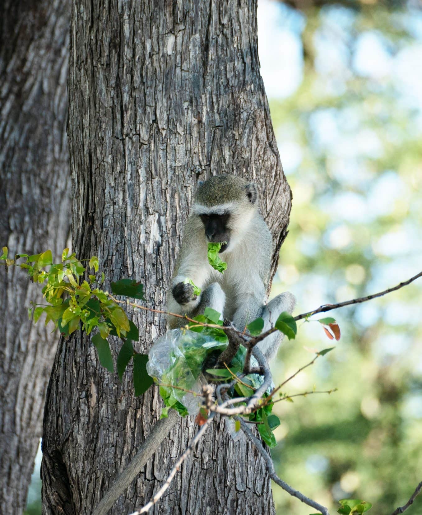 Vervet-monkey-in-tree eating lettuce at South gate camp 