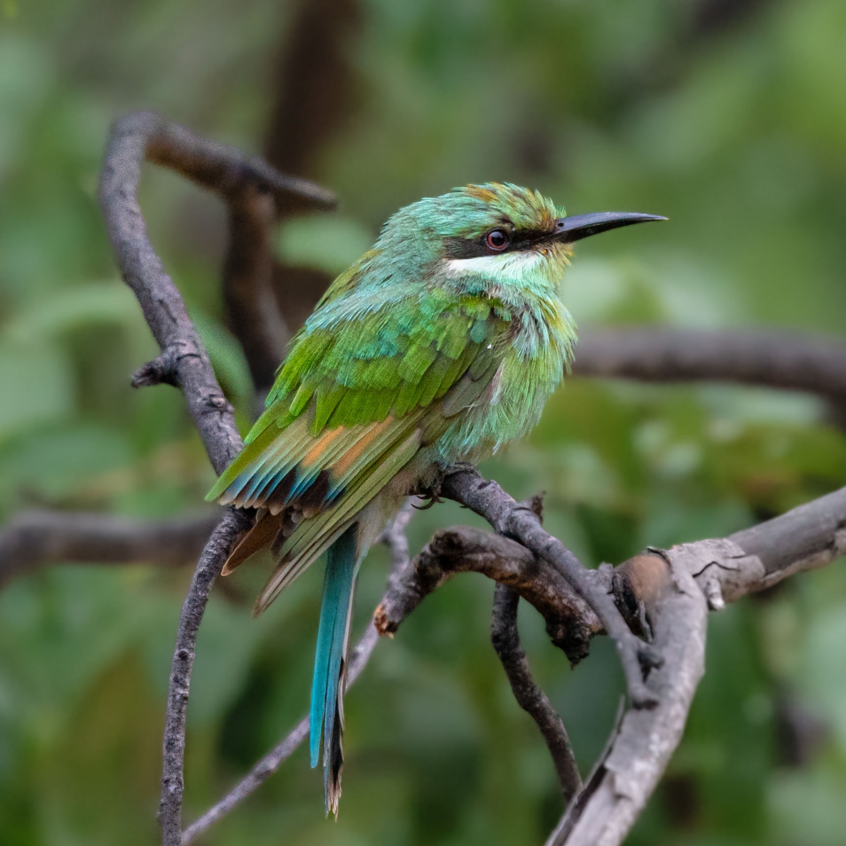 White-fronted-bee-eater-near- Savuti campsite