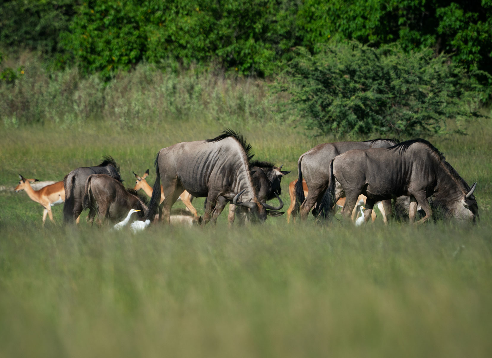 Wildebeest-and-impala