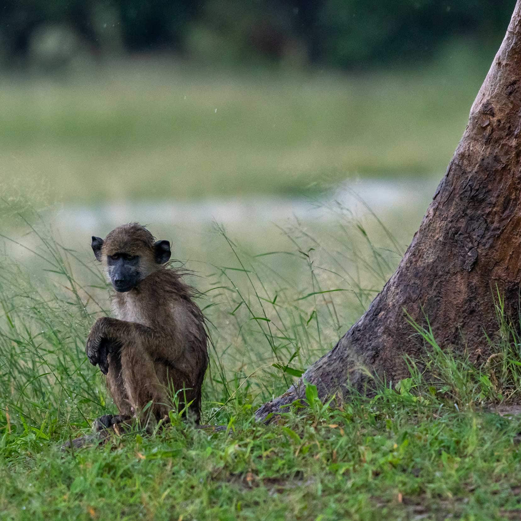 Baby baboon shivering under a tree - all wet and hunched up