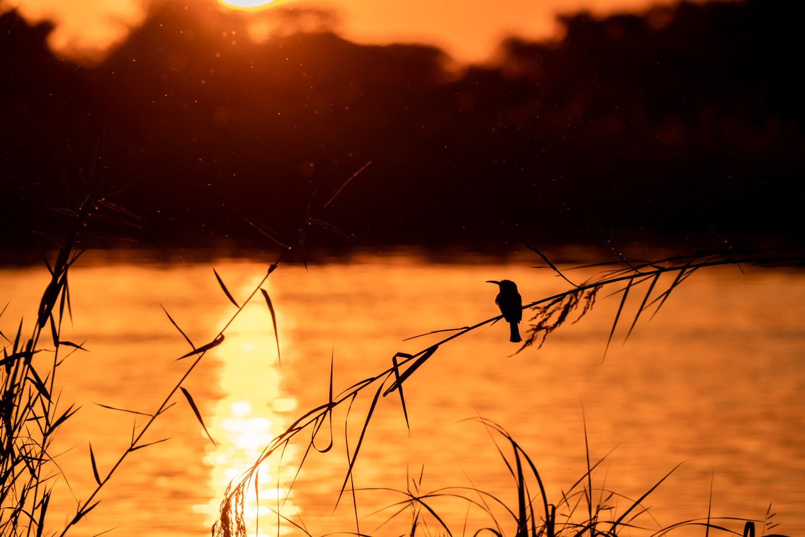 bee-eater-silhouette-2