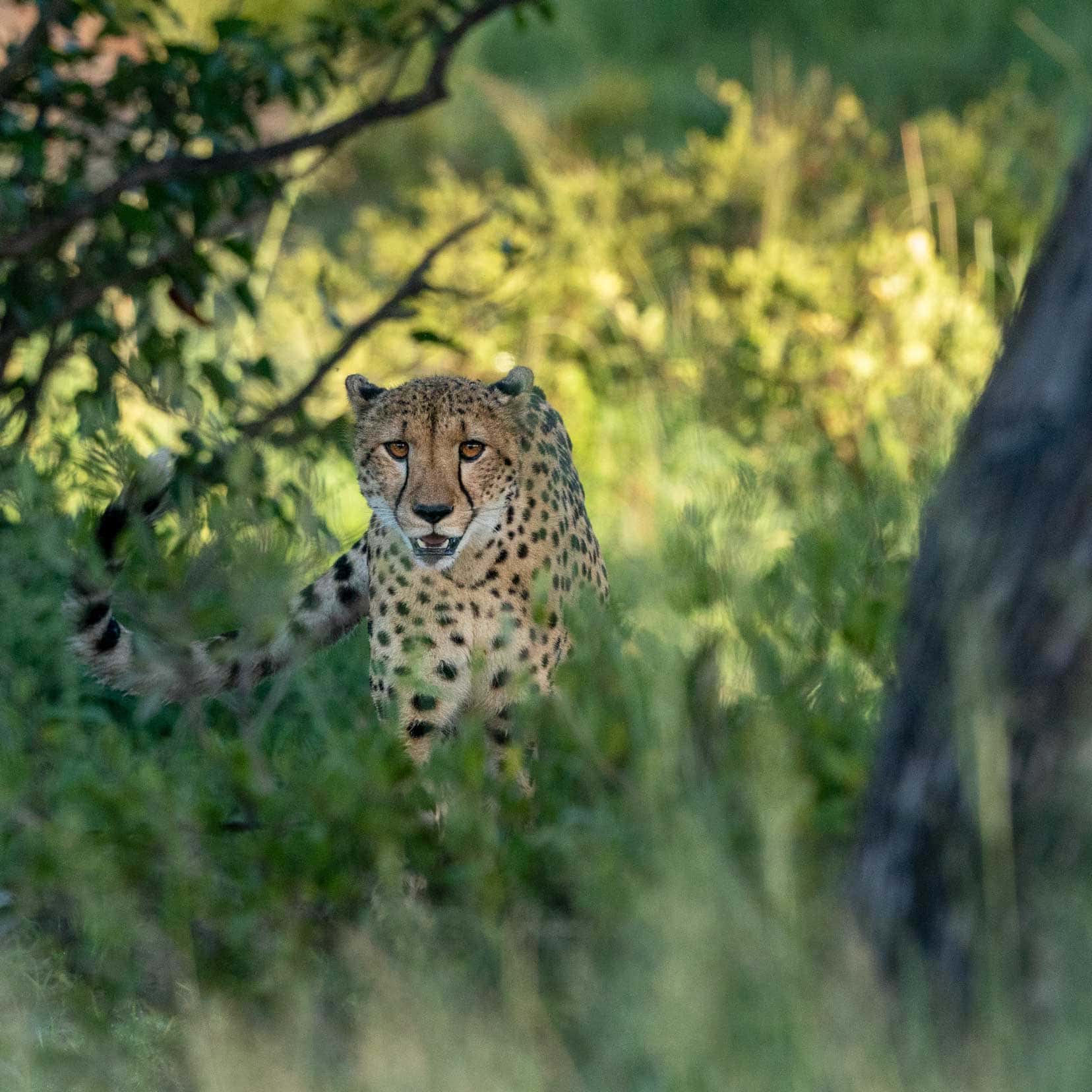 cheetah at Moremi Game Reserve looking through the grass 