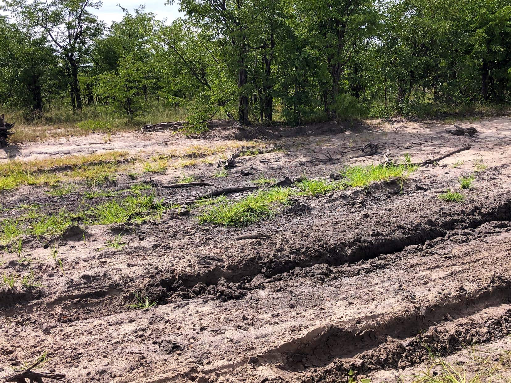 tyre ruts in dry mud with branches showing